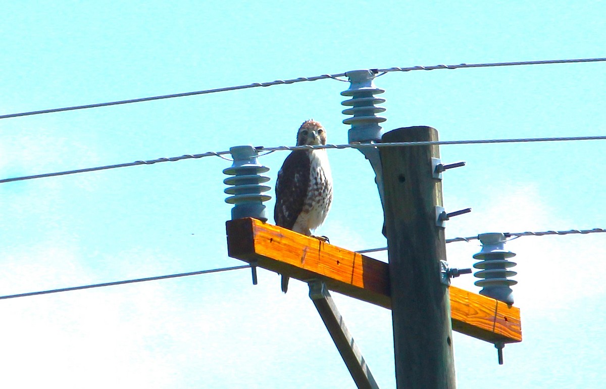 Zapelatz buztangorria - ML654882302