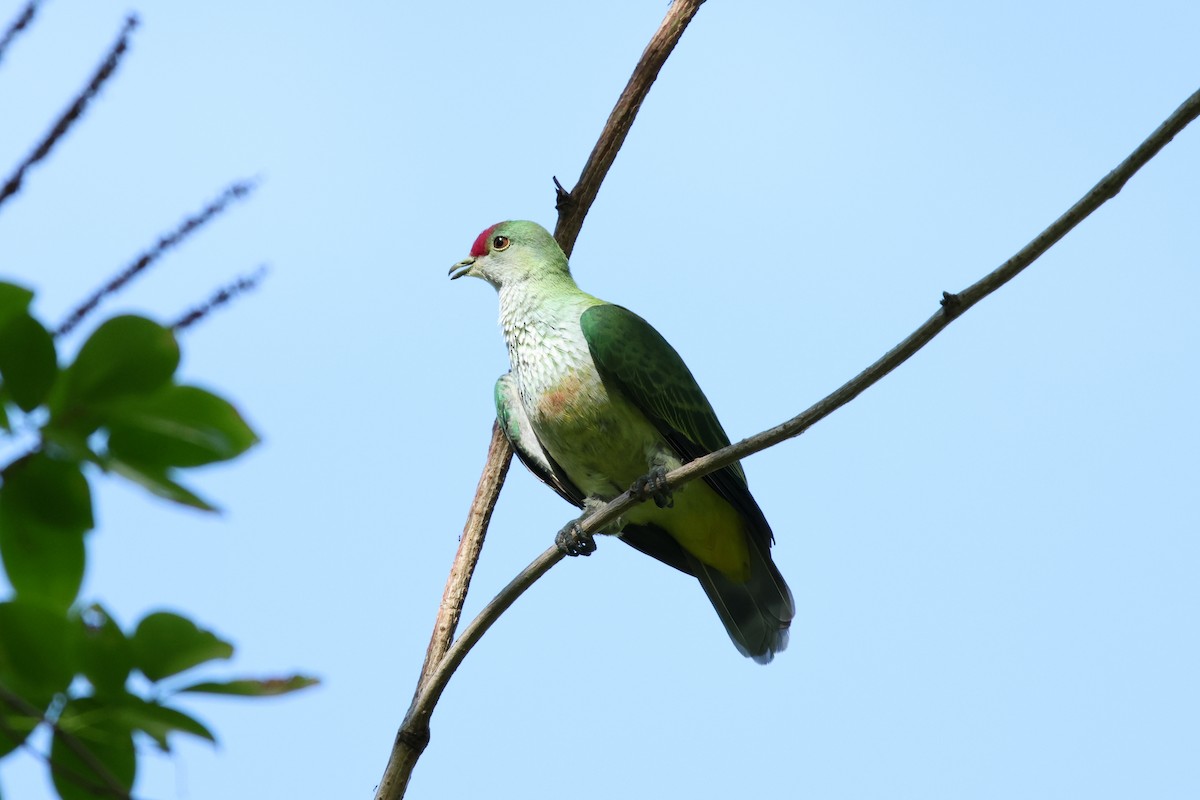 Many-colored Fruit-Dove - ML654883368