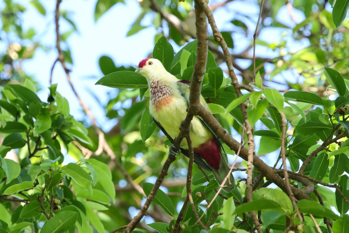 Many-colored Fruit-Dove - ML654883369