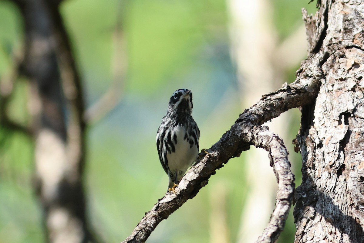 klatreparula - ML654883723