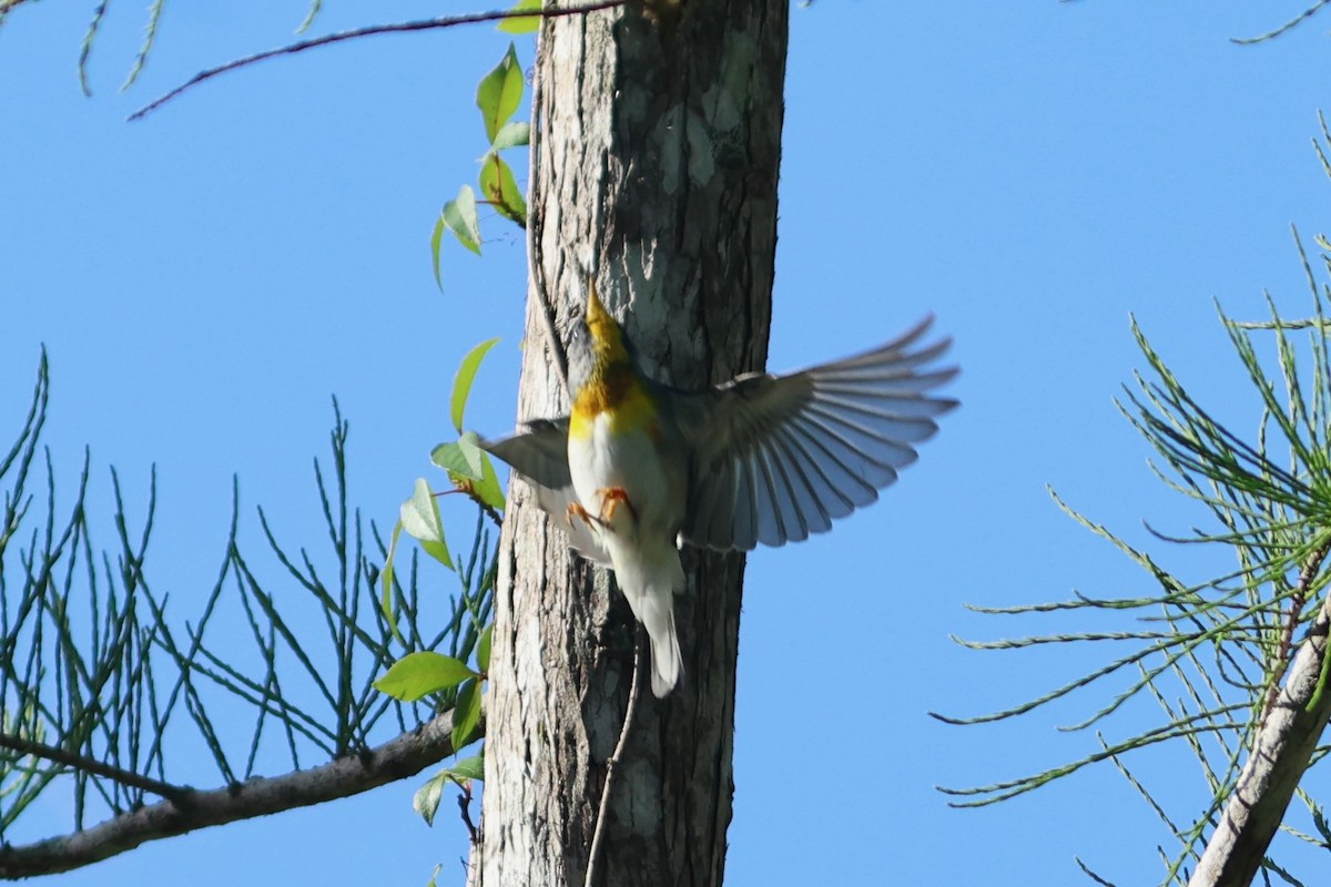 stryparula - ML654883724