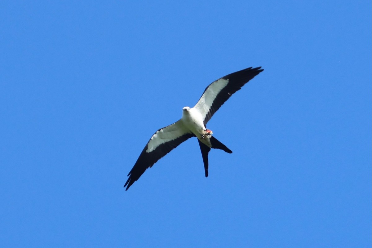 svaleglente - ML654883792