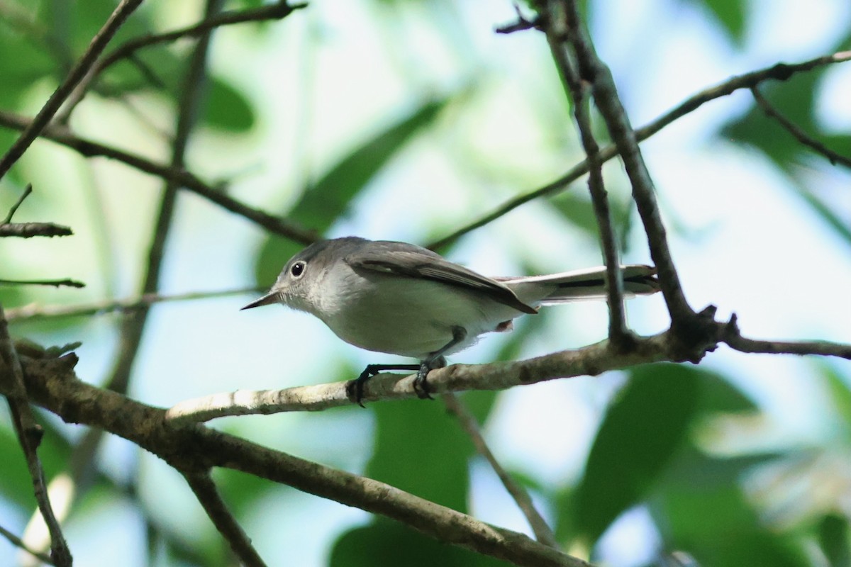 nordmyggsmett (caerulea) - ML654883798