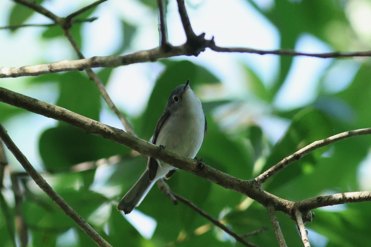 nordmyggsmett (caerulea) - ML654883799