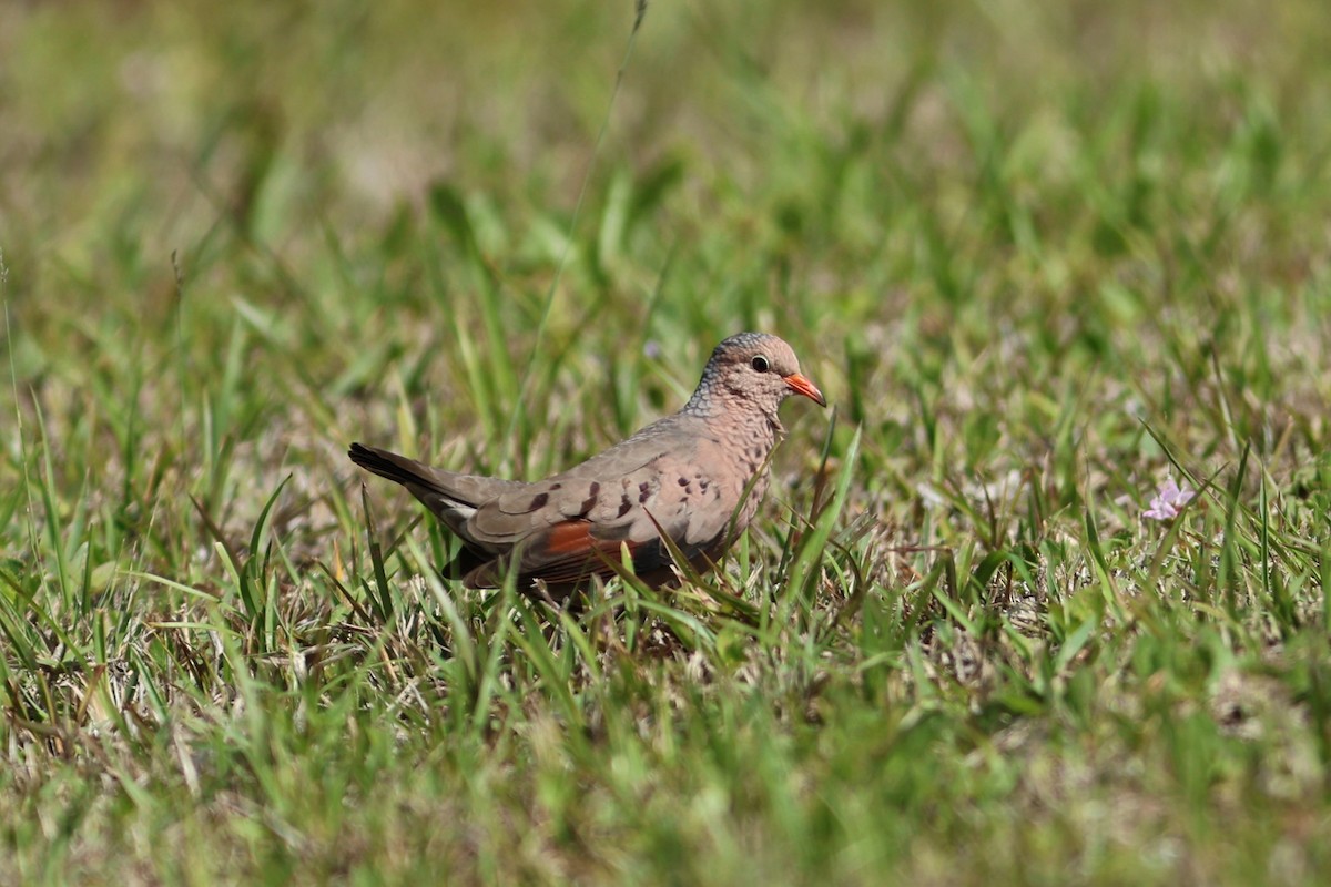 spurvedue - ML654883810