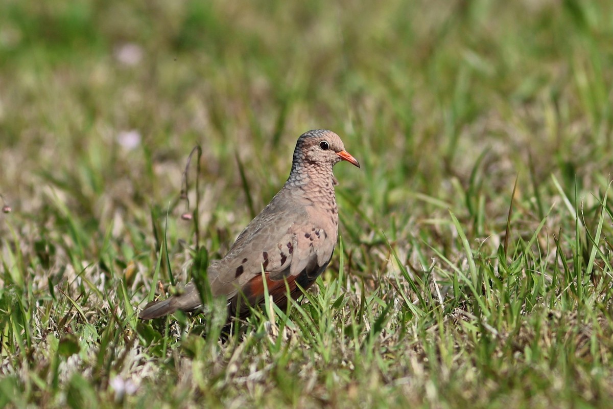 spurvedue - ML654883811