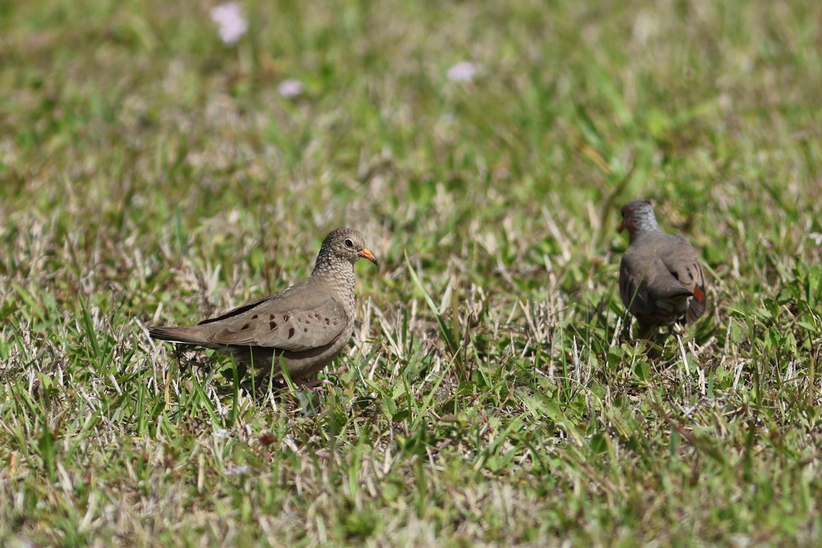 spurvedue - ML654883812