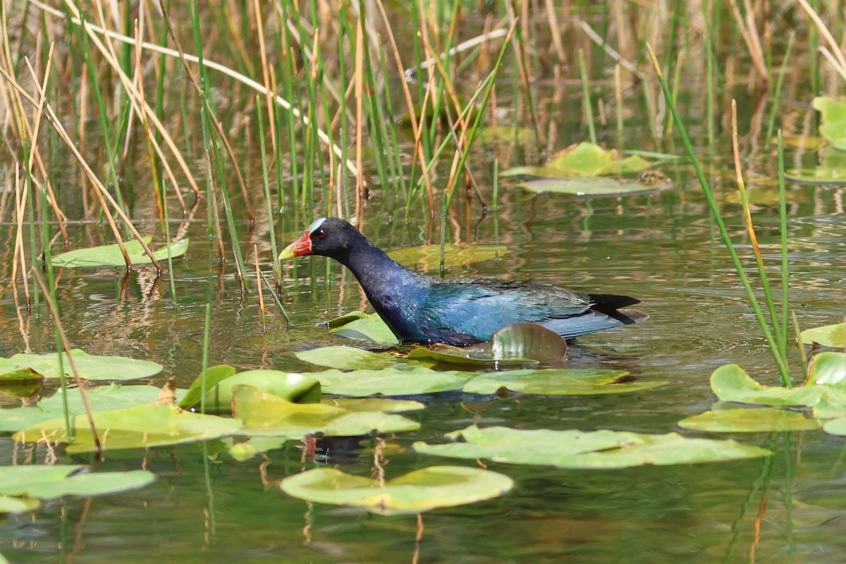 amerikapurpurhøne - ML654883887