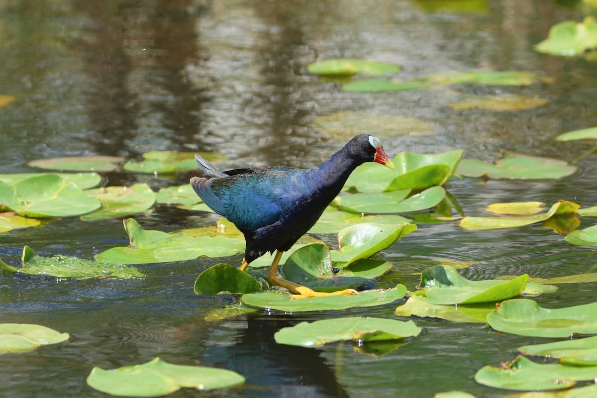 amerikapurpurhøne - ML654883888