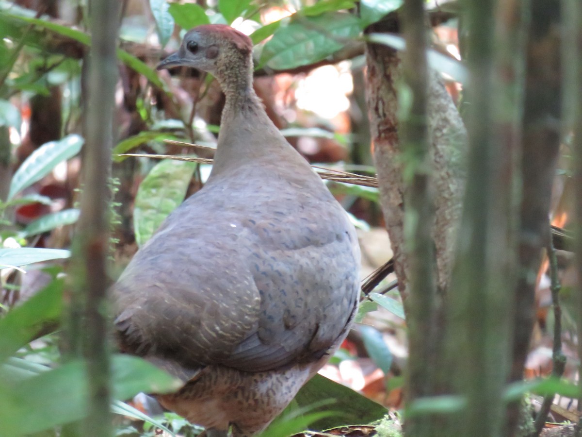 Grand Tinamou - ML65488391