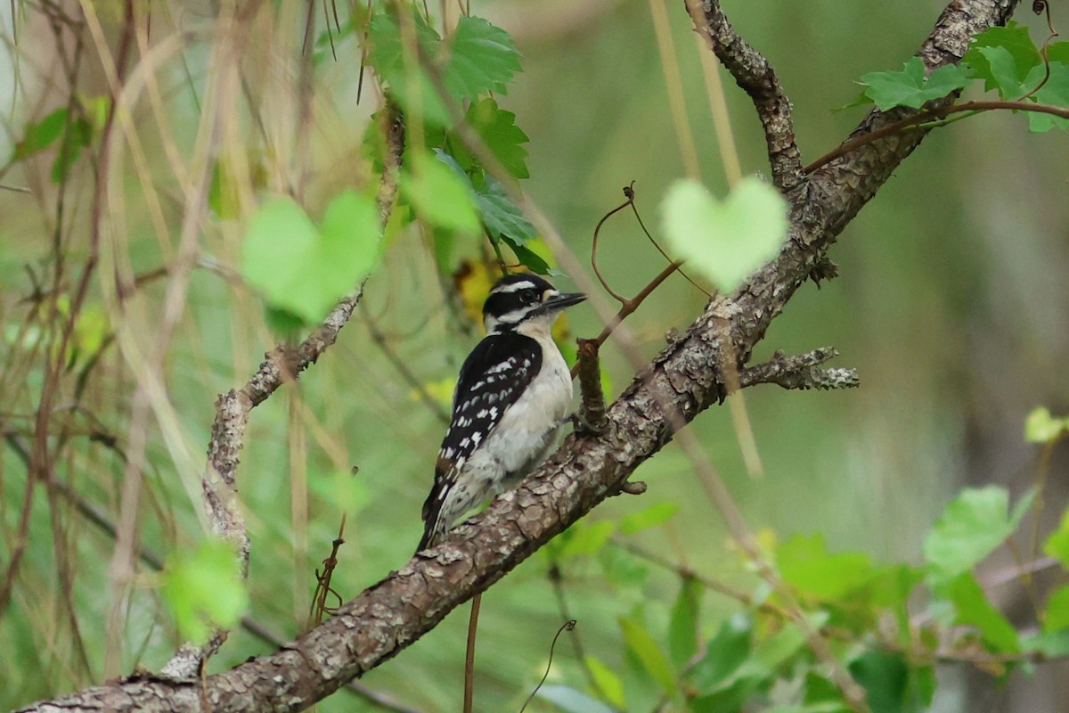 dunspett - ML654883918