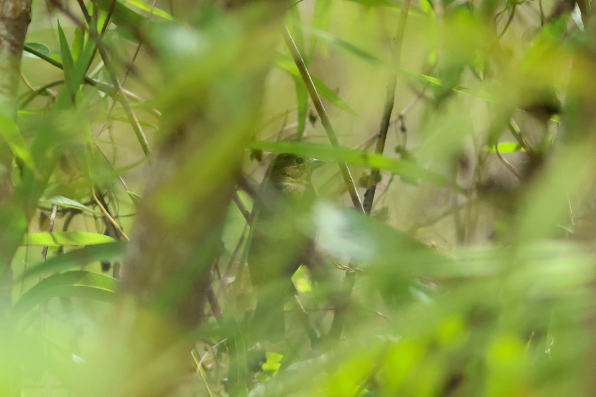 pavespurv - ML654883920