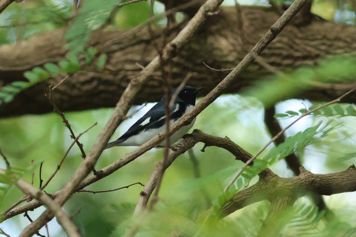 blåparula - ML654883926