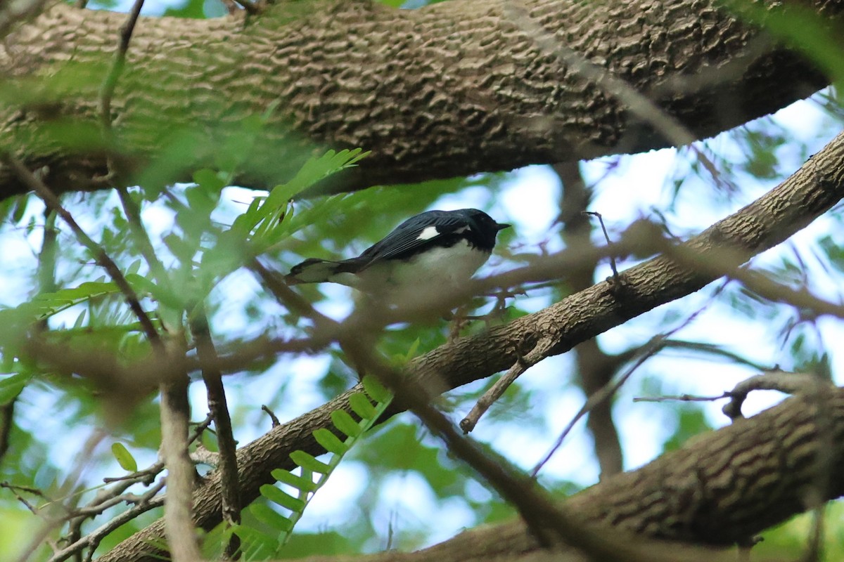 blåparula - ML654883927