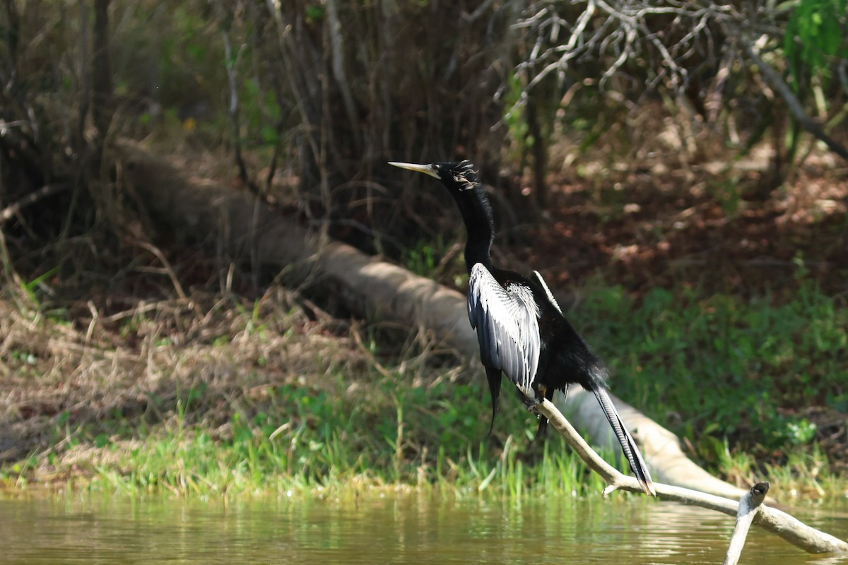 amerikaslangehals - ML654883932