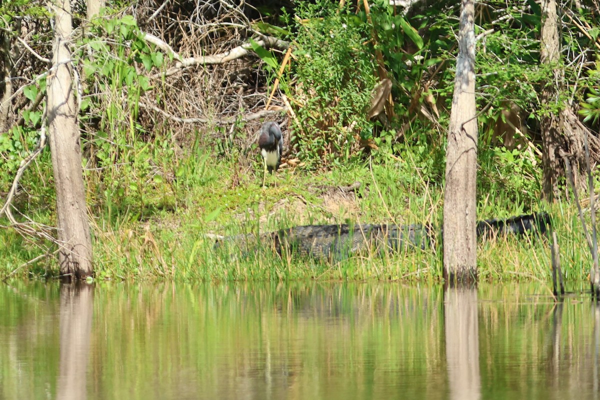 prakthegre - ML654883935