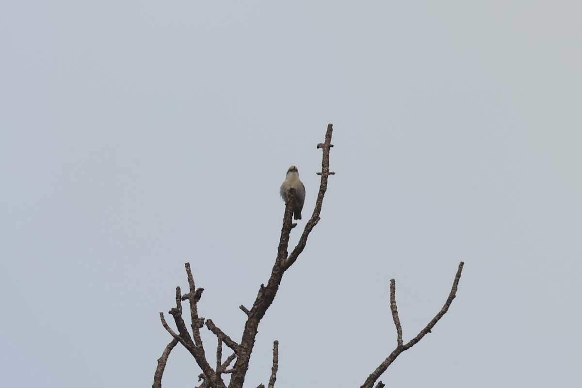 brunhettespettmeis - ML654884219