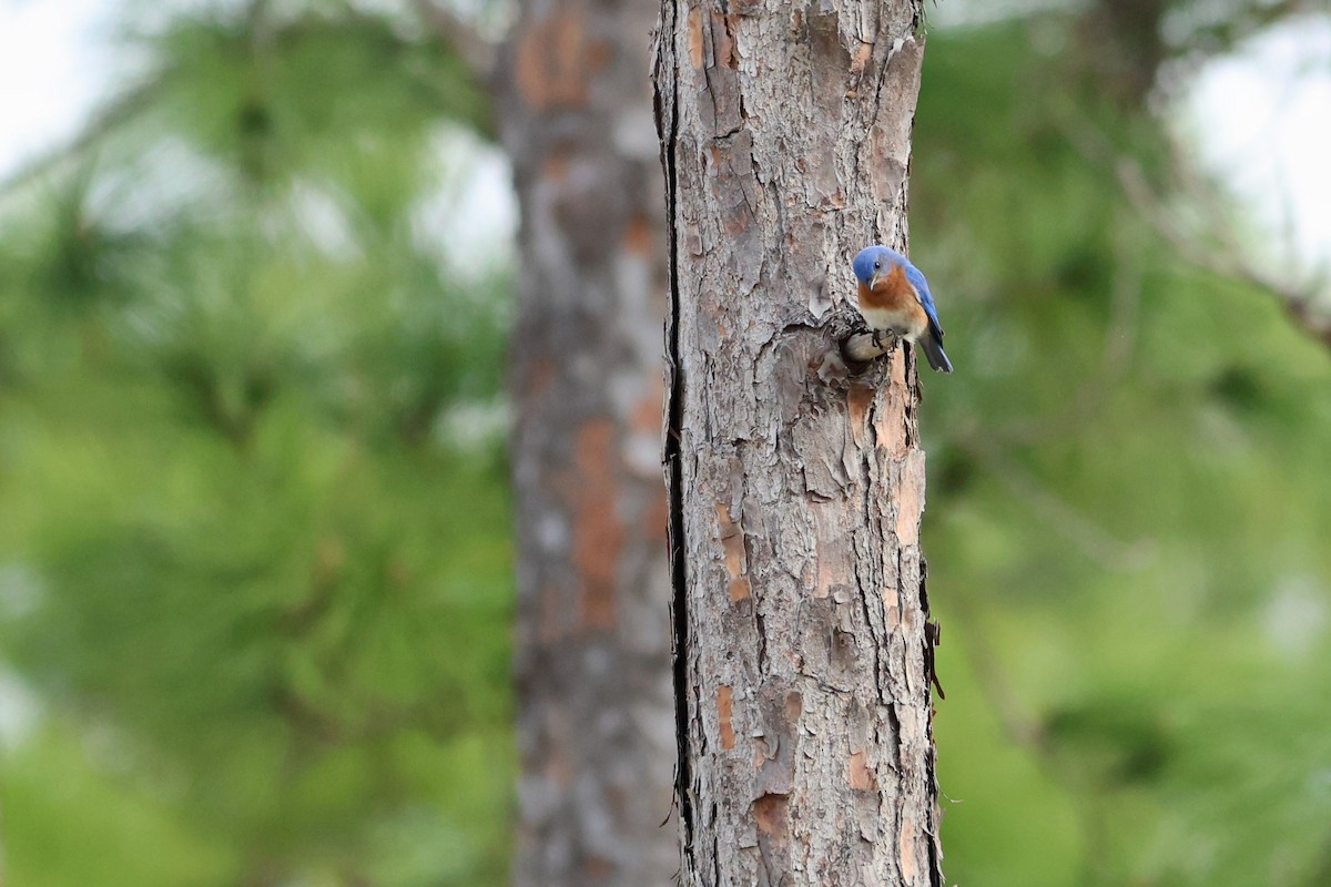 østblåfugl - ML654884223