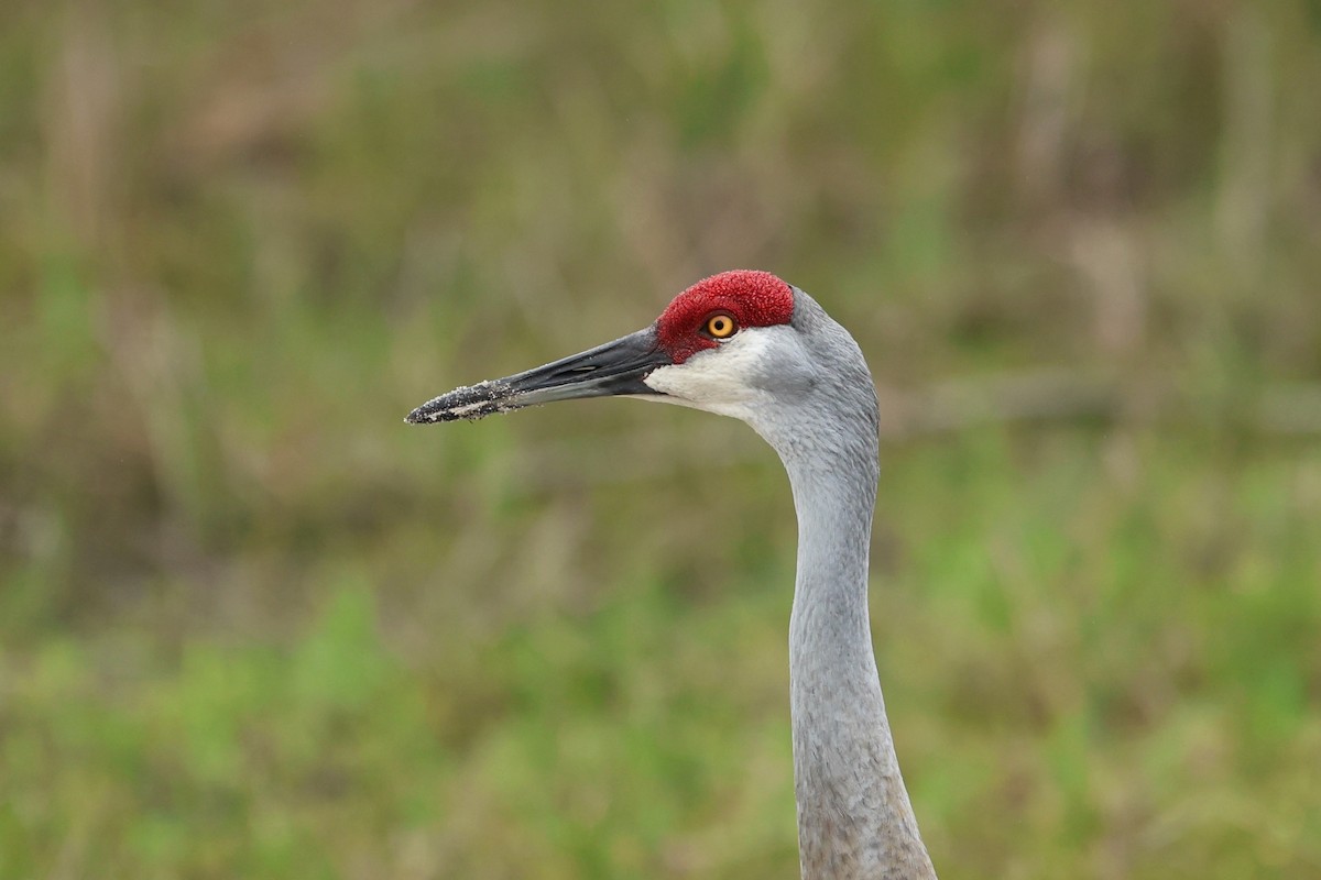 kanadatrane - ML654884249