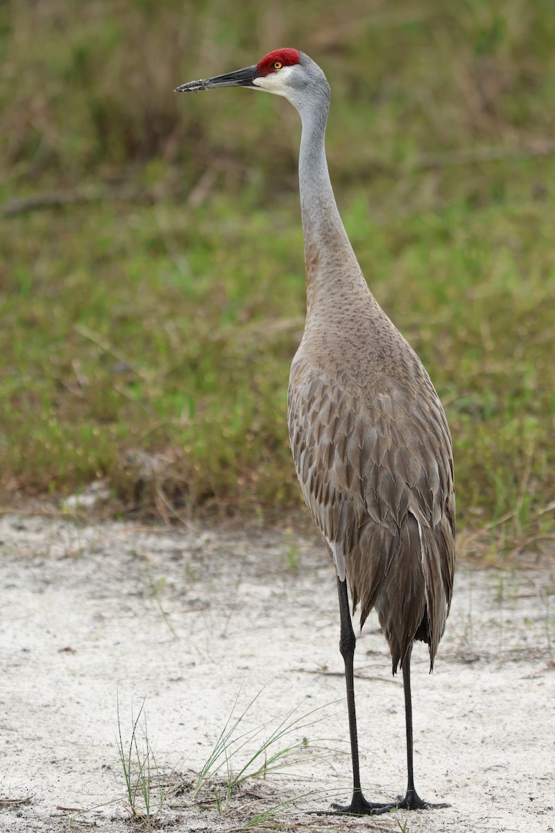 kanadatrane - ML654884250