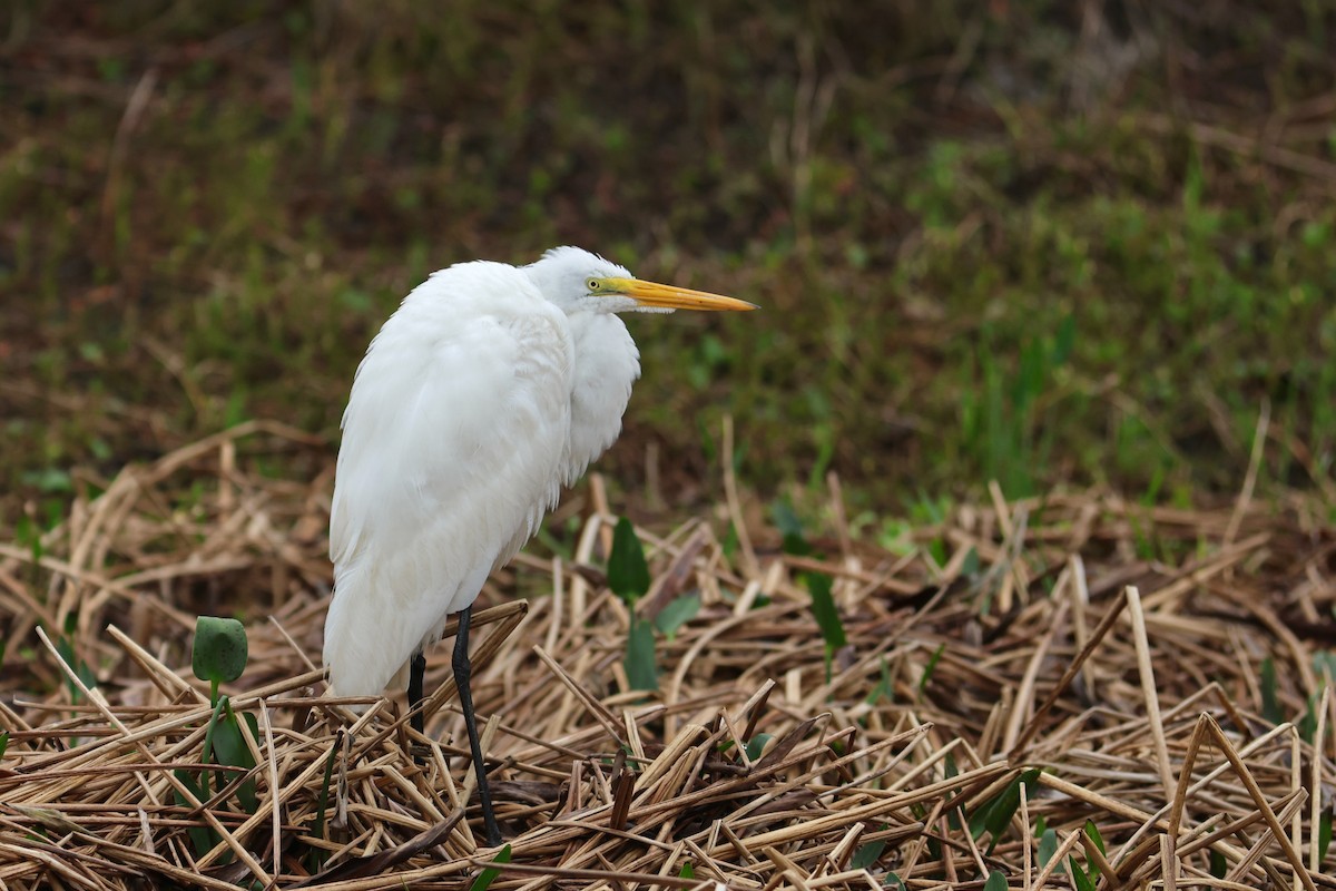 egretthegre - ML654884257