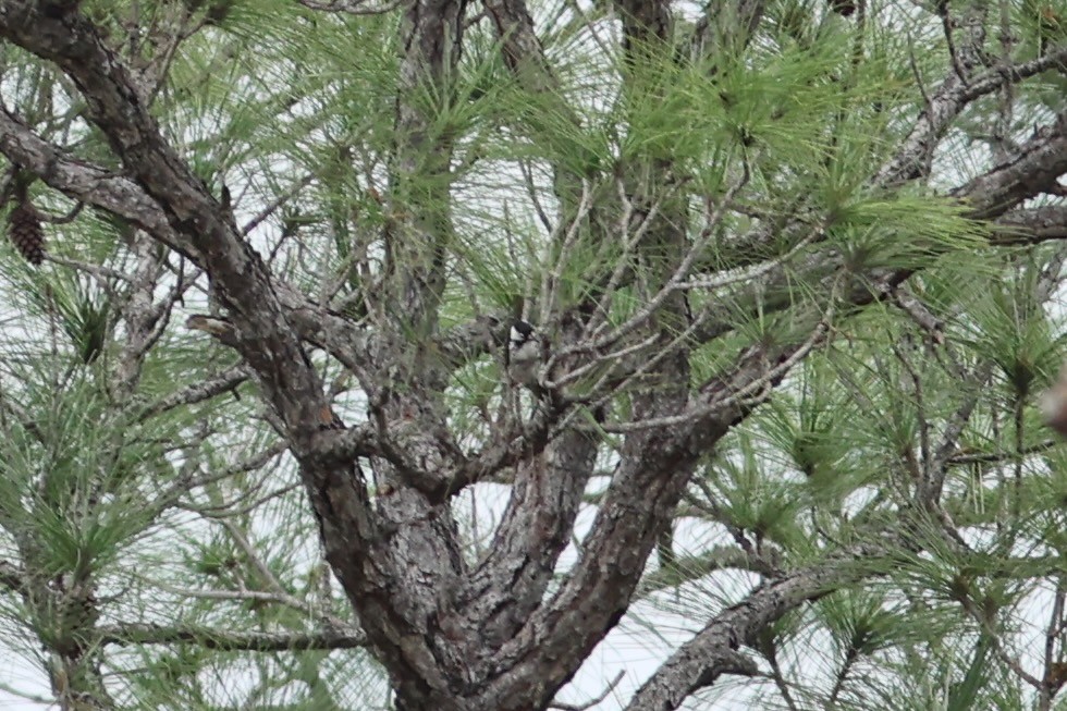 kvaespett - ML654884265