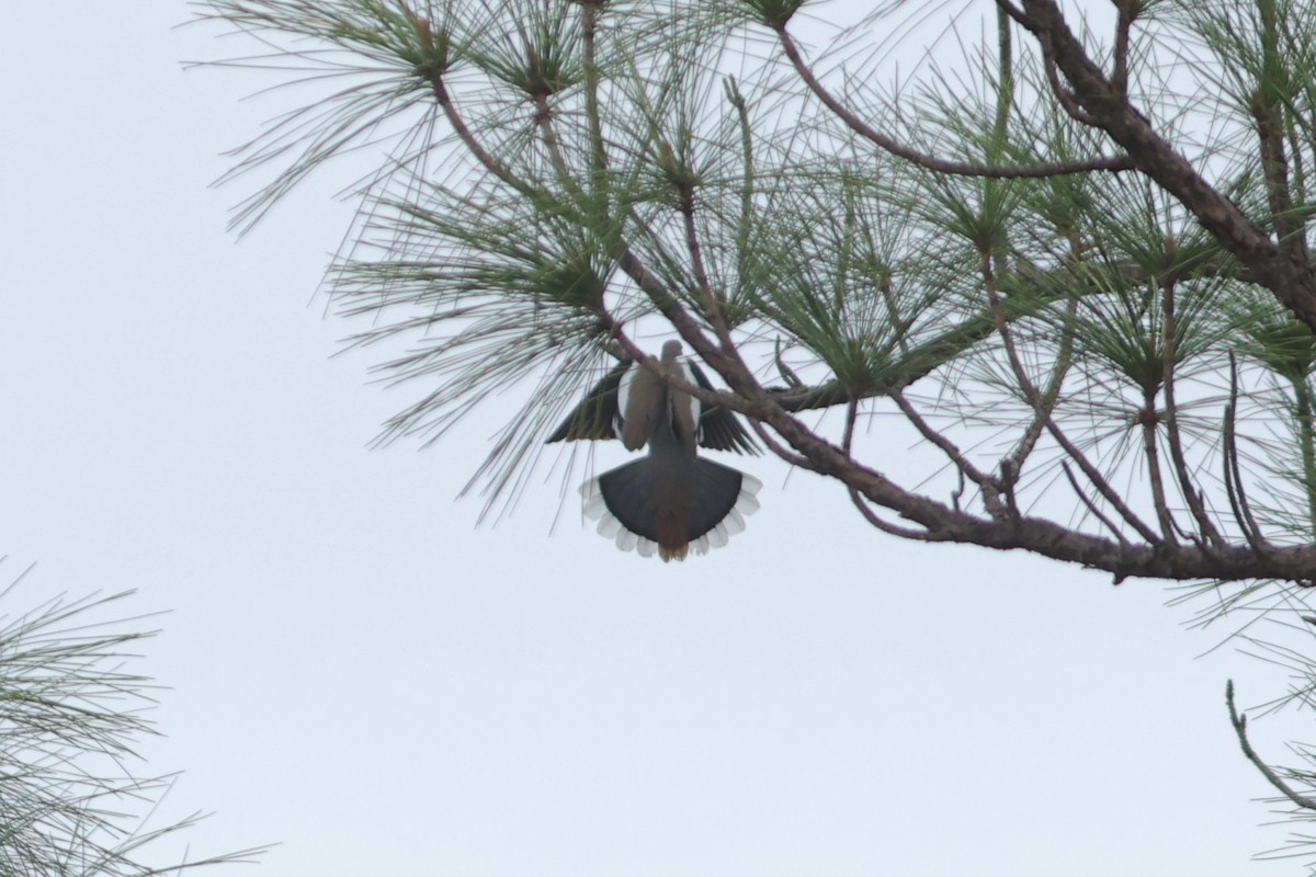 hvitvingedue - ML654884278