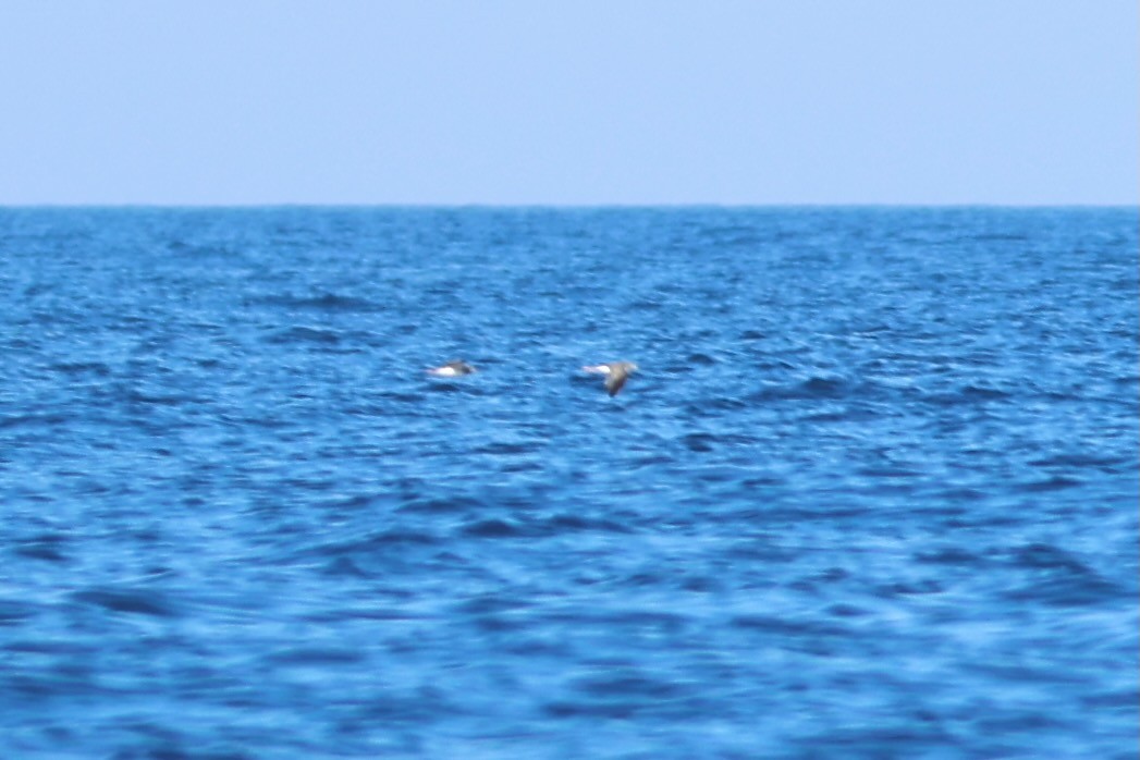 plystresnipe - ML654884326