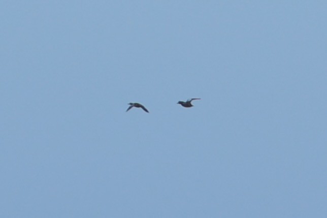 blåvingeand - ML654884333