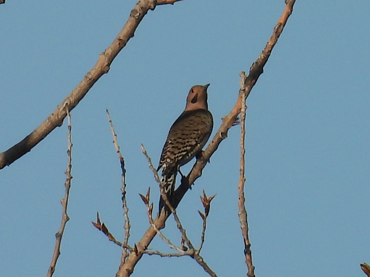 Northern Flicker (Yellow-shafted) - ML654884524