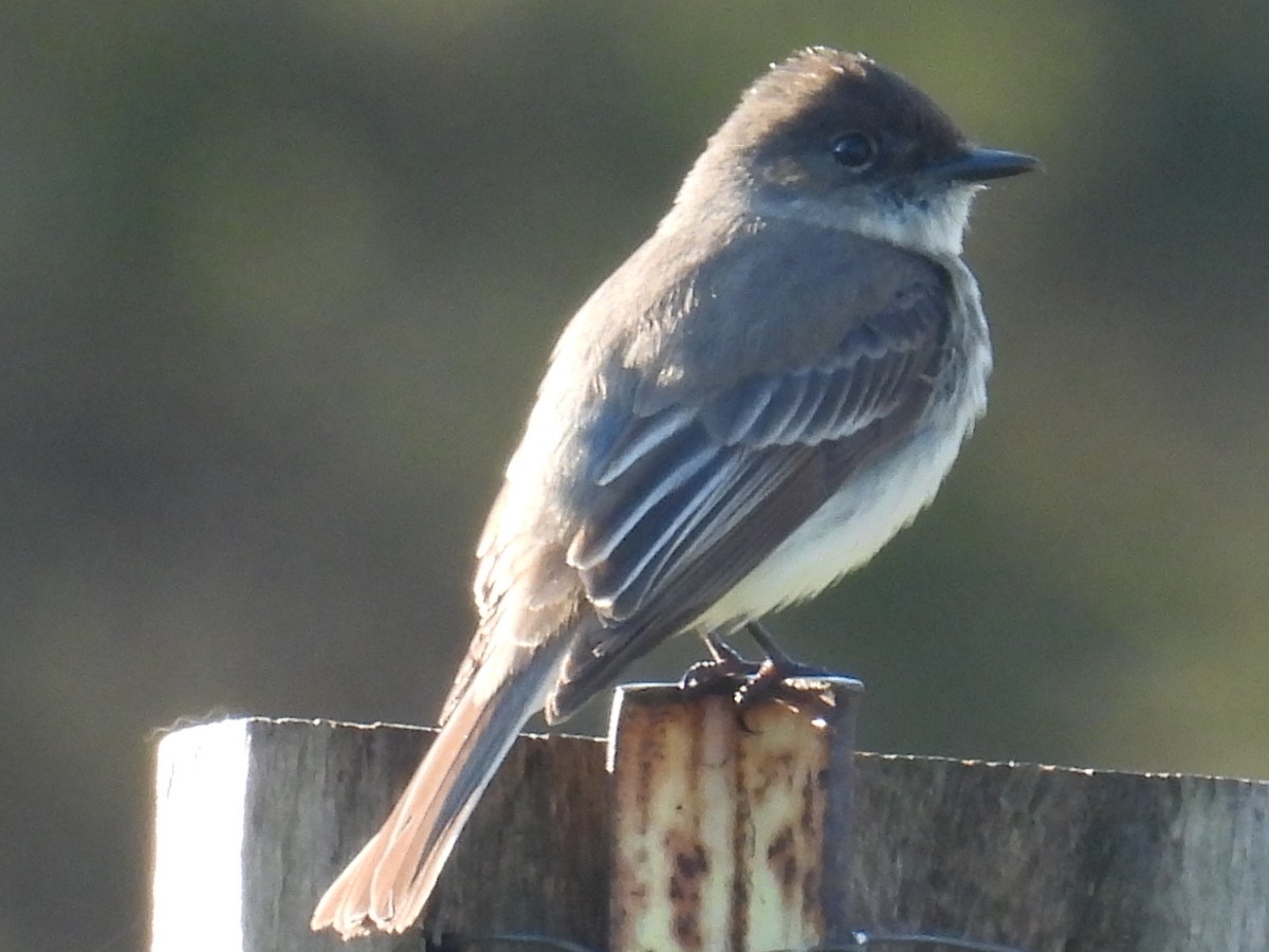 Eastern Phoebe - ML654884529