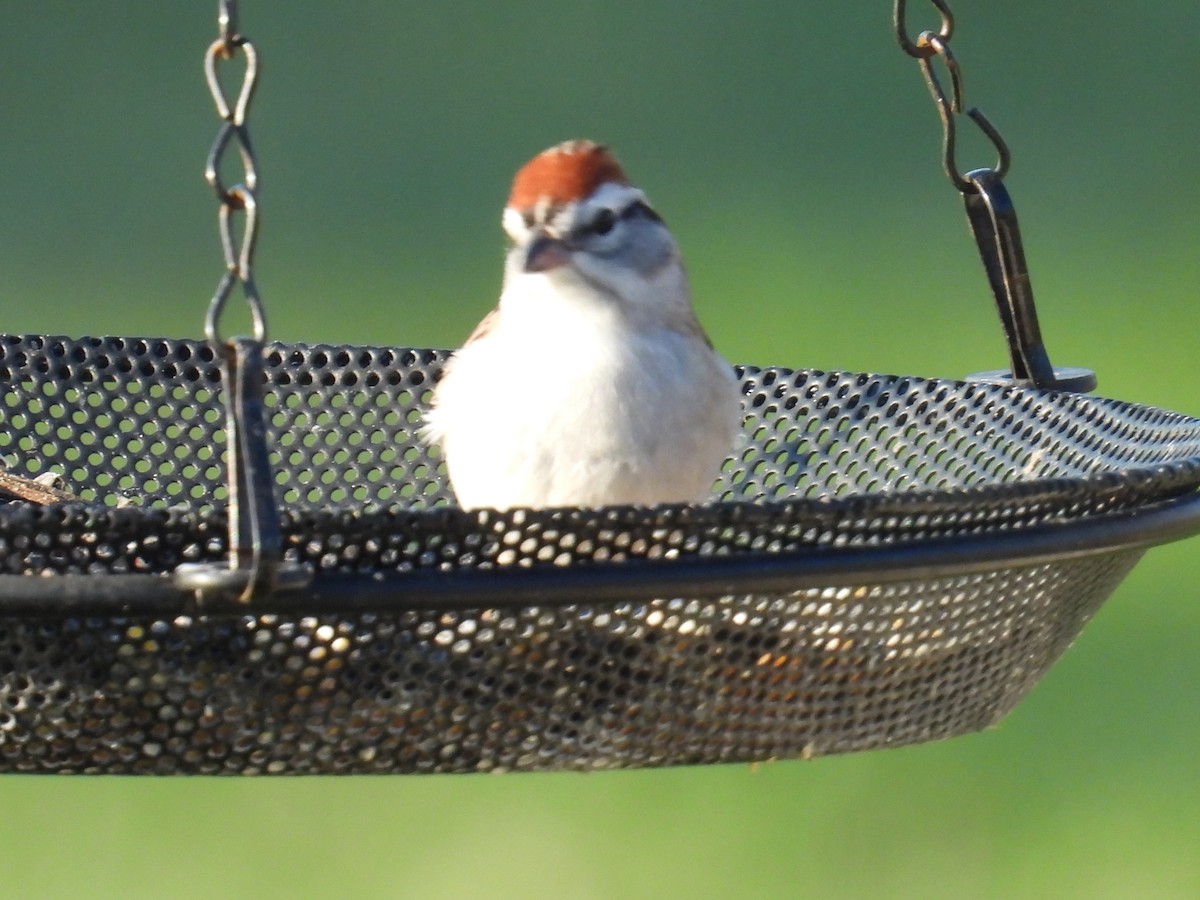 Chipping Sparrow - ML654884552