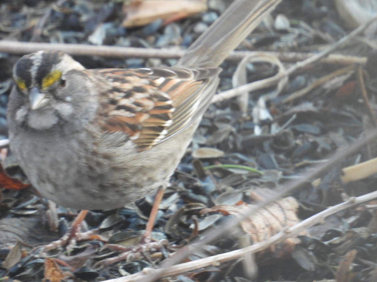 White-throated Sparrow - ML654884622