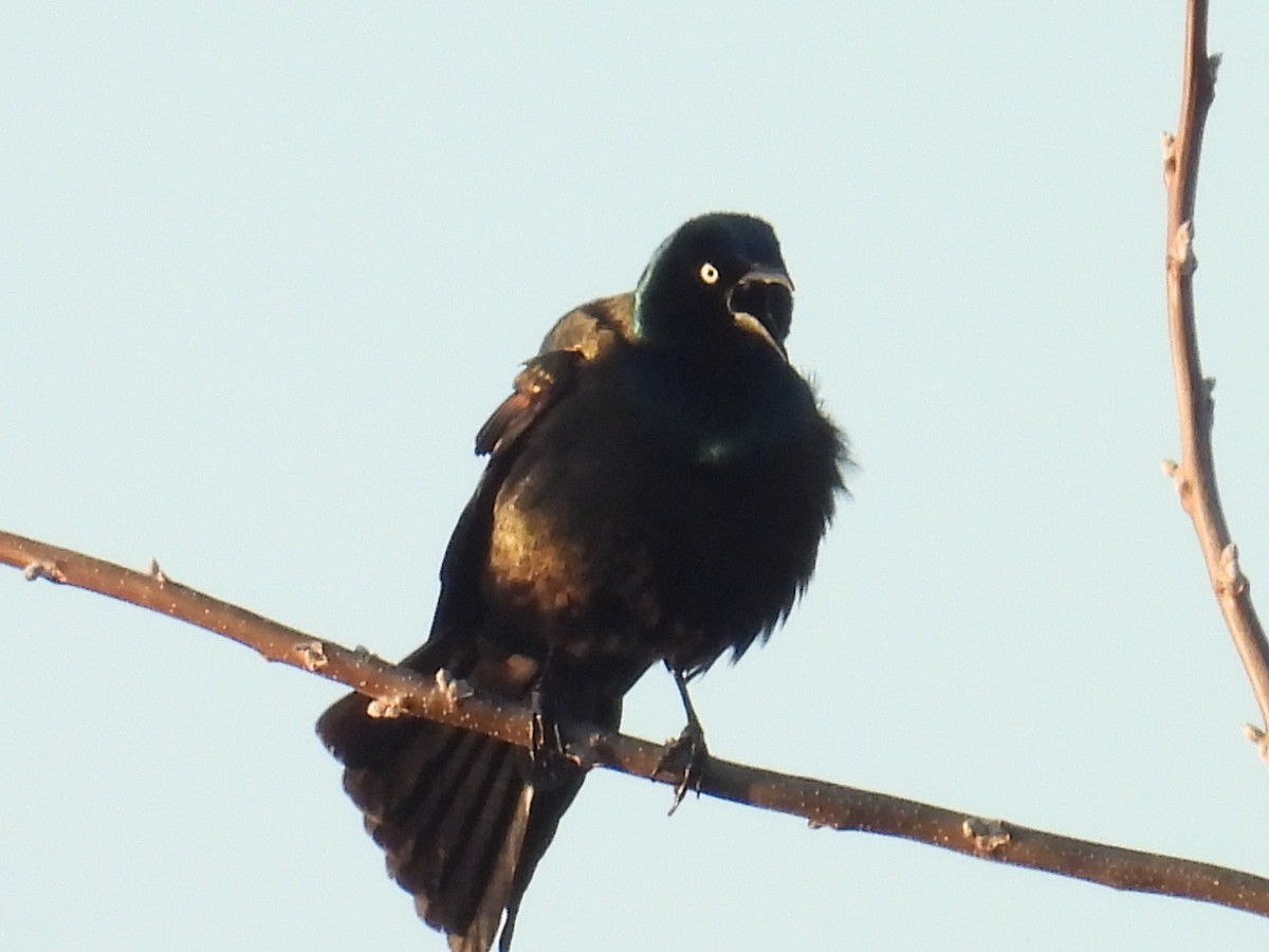 Common Grackle - ML654884640