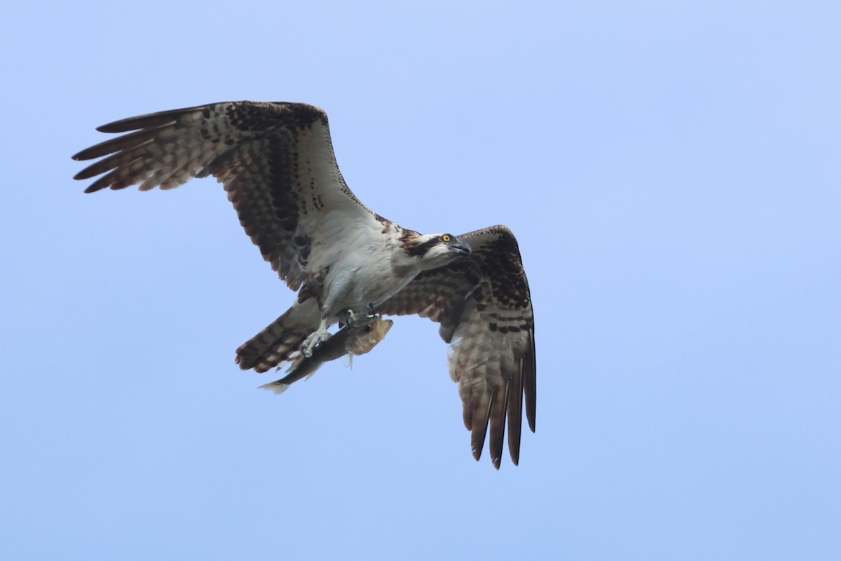 fiskeørn (carolinensis) - ML654884907