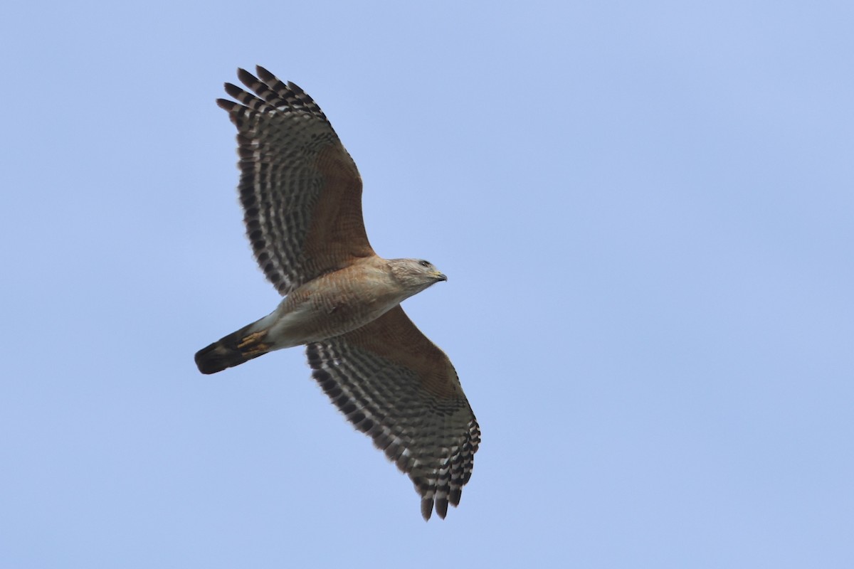 rødvingevåk (extimus) - ML654884913