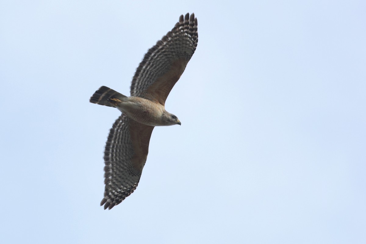 rødvingevåk (extimus) - ML654884914