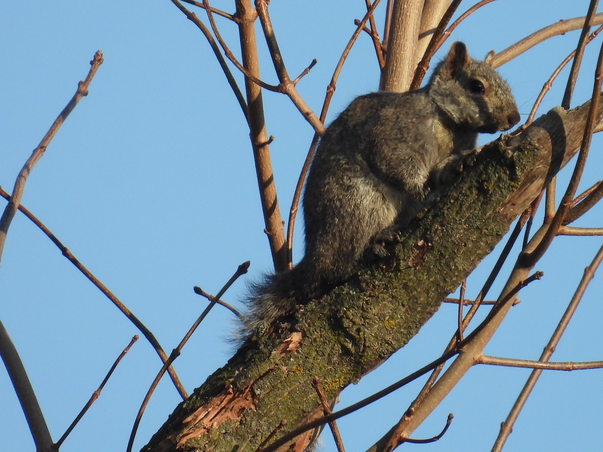 Eastern Gray Squirrel - ML654884974