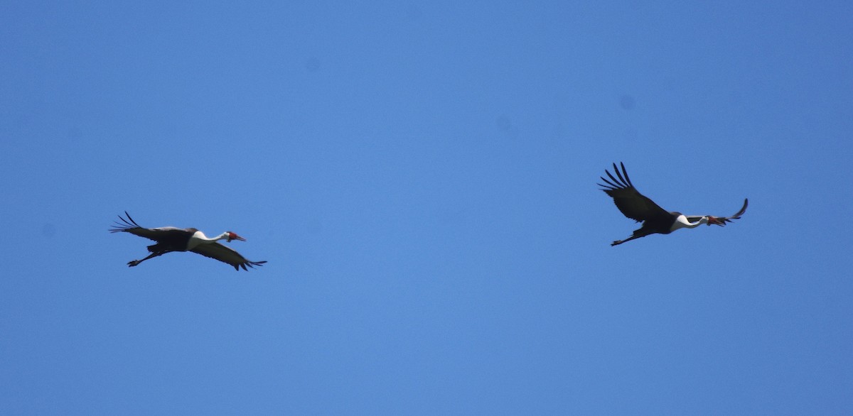 Grulla Carunculada - ML654885174