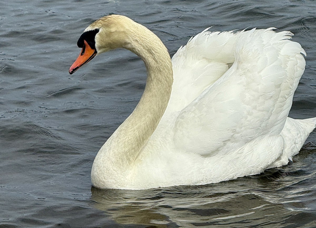 Cygne tuberculé - ML654885382