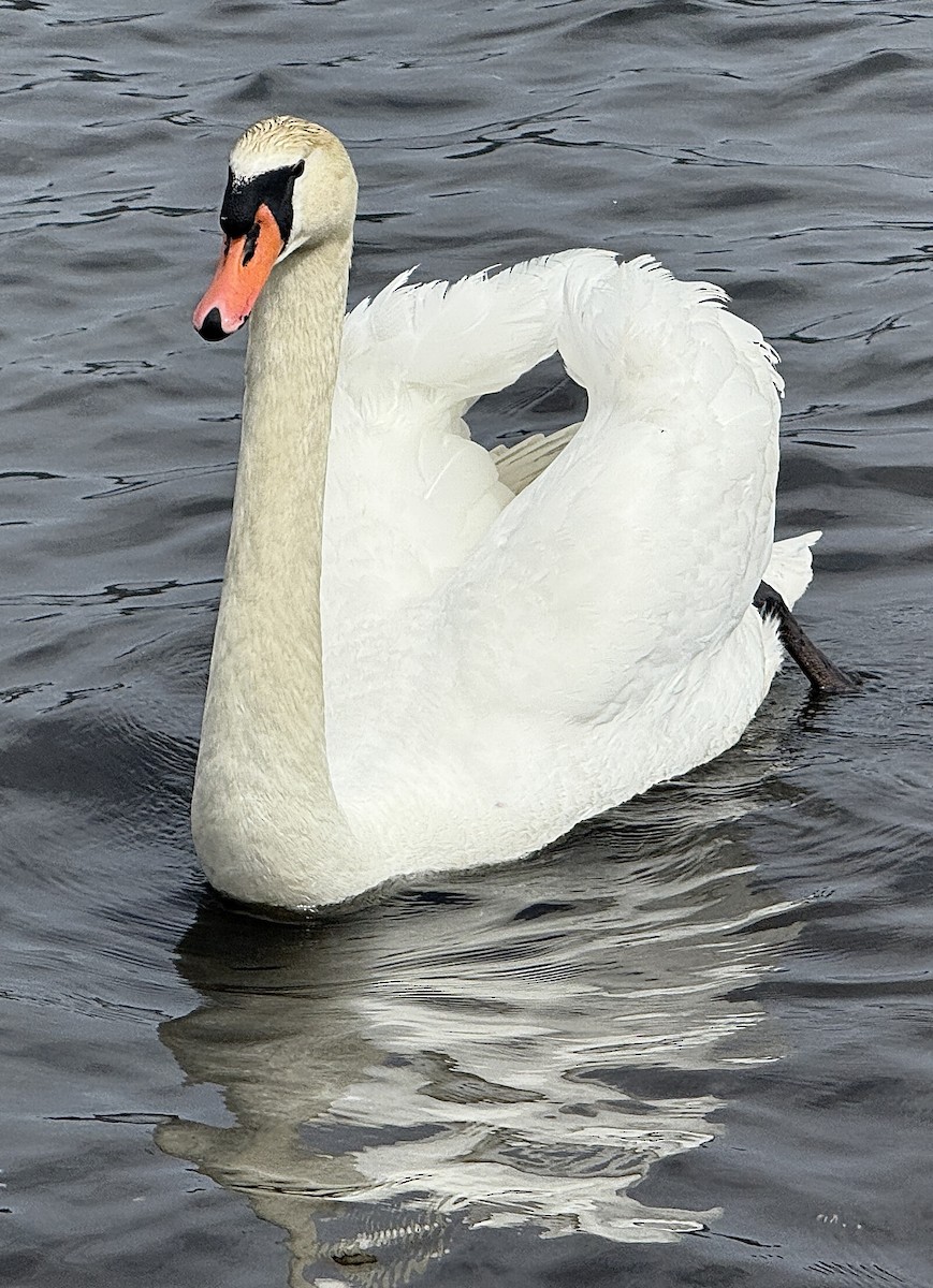 Cygne tuberculé - ML654885383