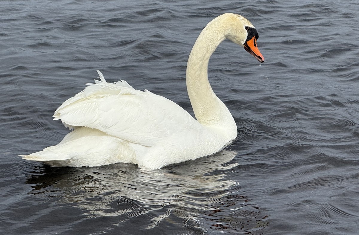 Cygne tuberculé - ML654885384