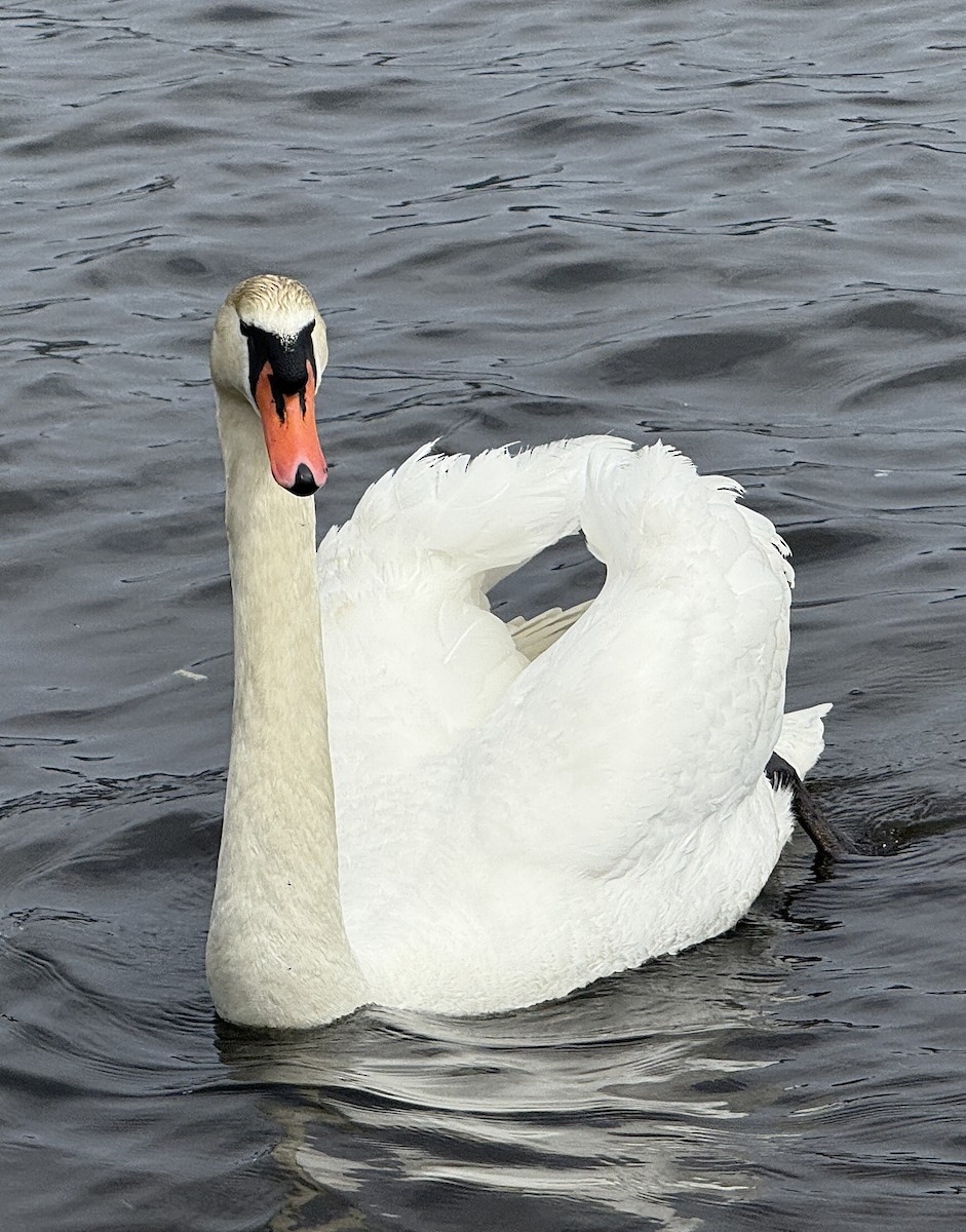 Cygne tuberculé - ML654885385