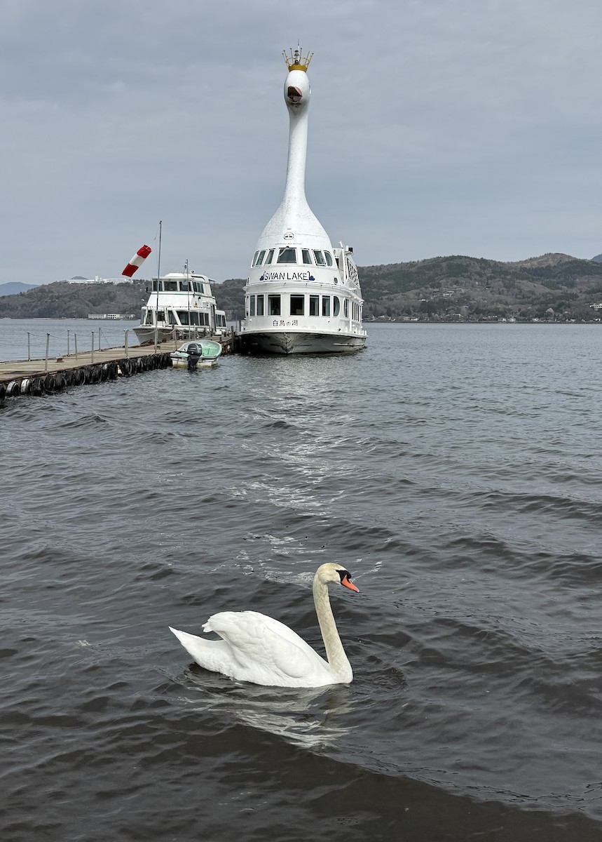 Cygne tuberculé - ML654885388