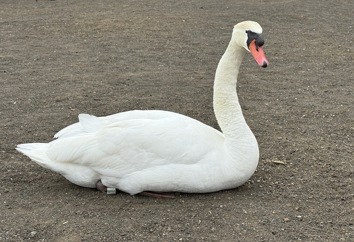 Cygne tuberculé - ML654885392