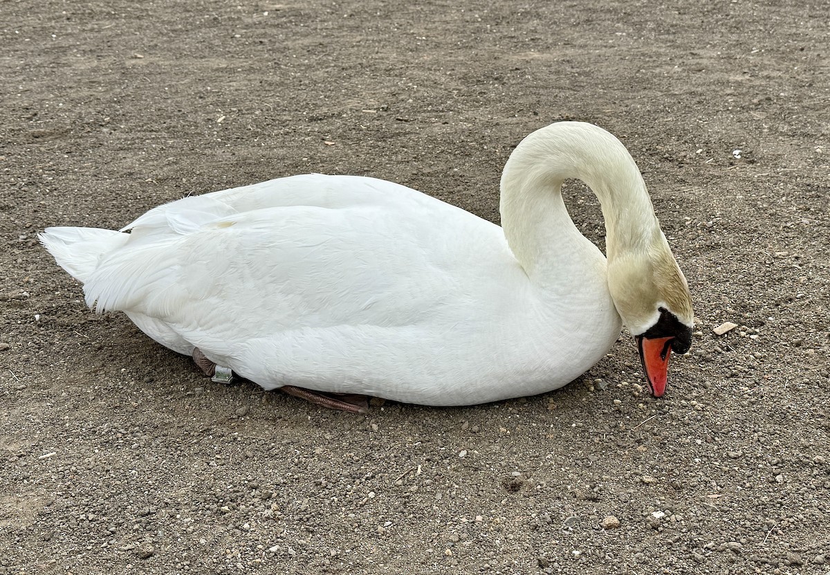 Cygne tuberculé - ML654885394