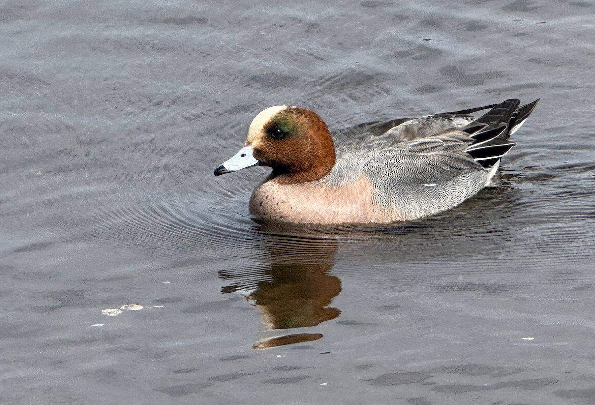 Canard siffleur - ML654885602