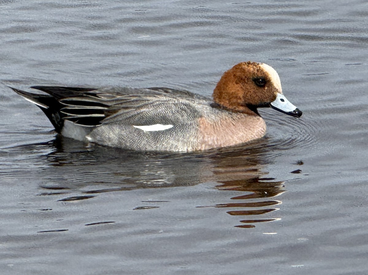 Canard siffleur - ML654885603