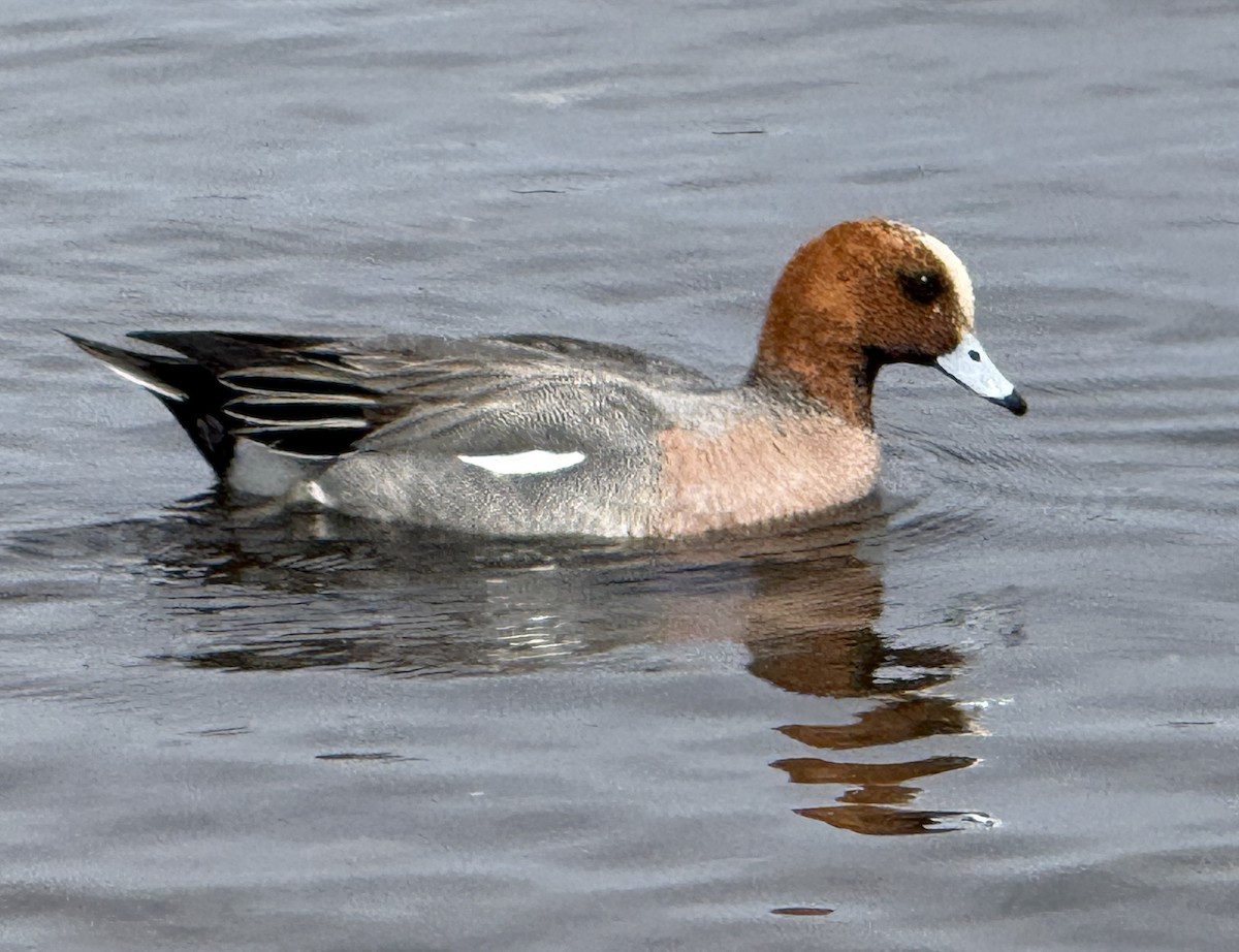 Canard siffleur - ML654885604