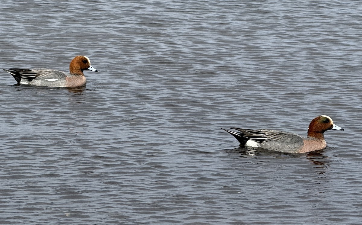 Canard siffleur - ML654885605